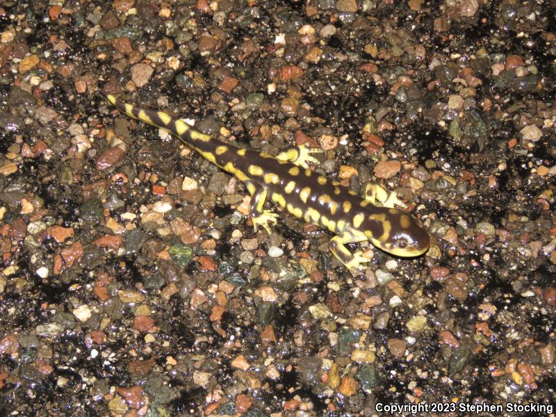 Arizona Tiger Salamander (Ambystoma mavortium nebulosum)