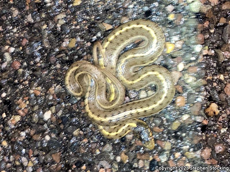 Wandering Gartersnake (Thamnophis elegans vagrans)