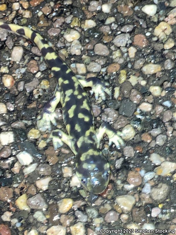 Arizona Tiger Salamander (Ambystoma mavortium nebulosum)