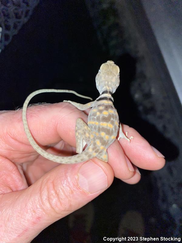 Great Basin Collared Lizard (Crotaphytus bicinctores)