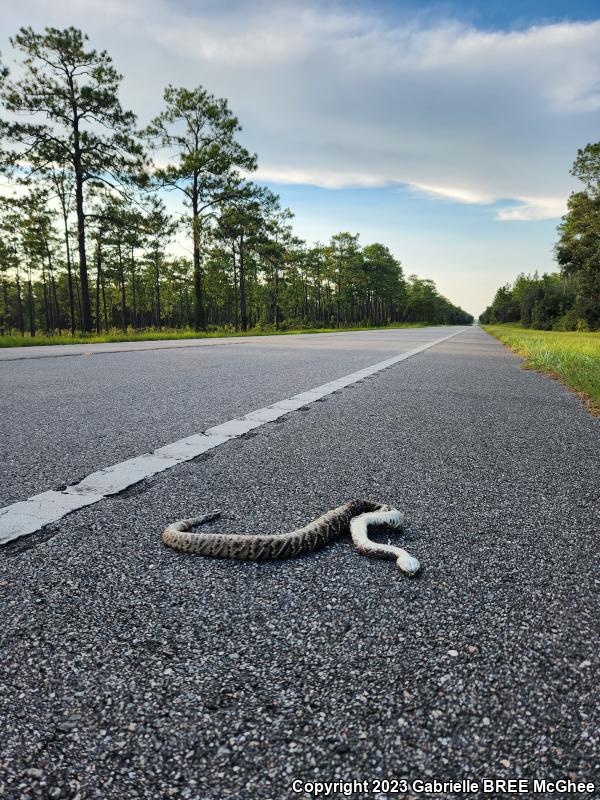 Eastern Diamond-backed Rattlesnake (Crotalus adamanteus)