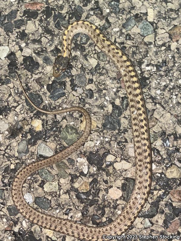 Wandering Gartersnake (Thamnophis elegans vagrans)