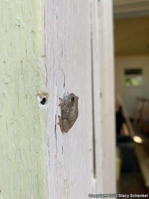 Cope's Gray Treefrog (Hyla chrysoscelis)