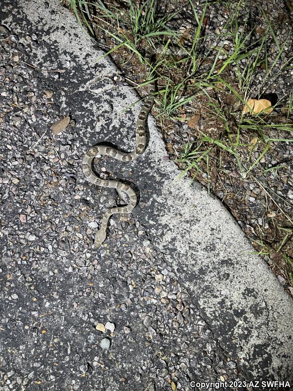 Sonoran Lyresnake (Trimorphodon biscutatus lambda)