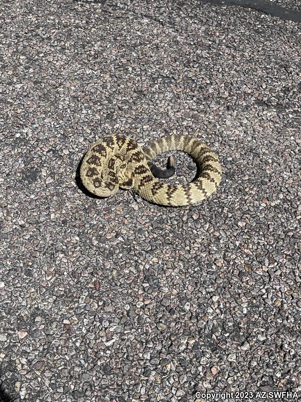 Northern Black-tailed Rattlesnake (Crotalus molossus molossus)