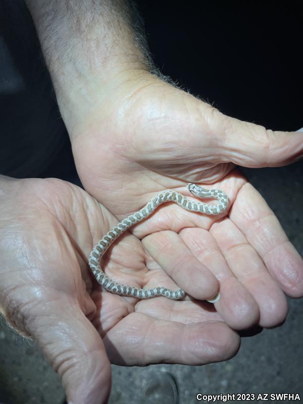 Arizona Glossy Snake (Arizona elegans noctivaga)