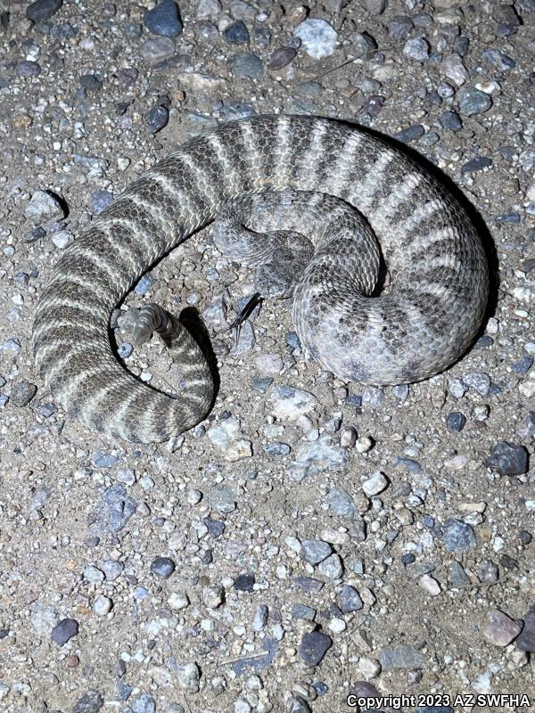 Tiger Rattlesnake (Crotalus tigris)