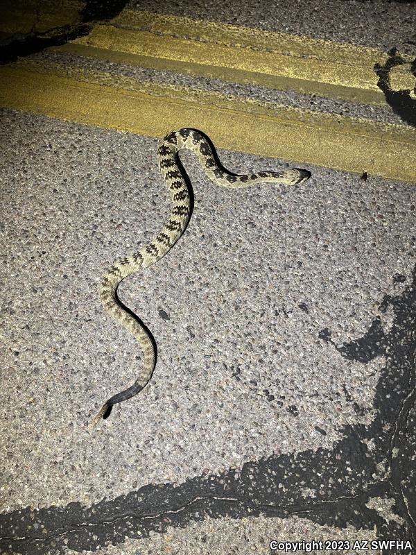 Northern Black-tailed Rattlesnake (Crotalus molossus molossus)