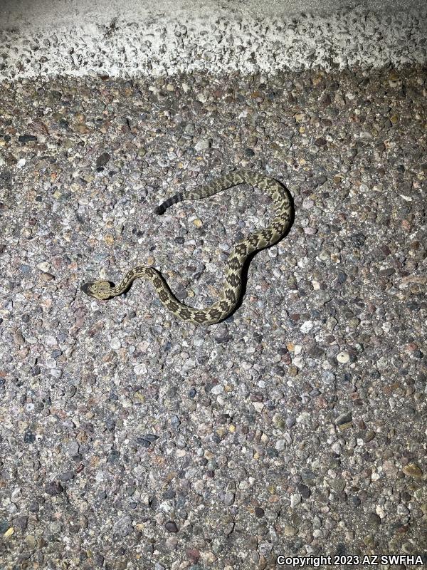 Northern Black-tailed Rattlesnake (Crotalus molossus molossus)