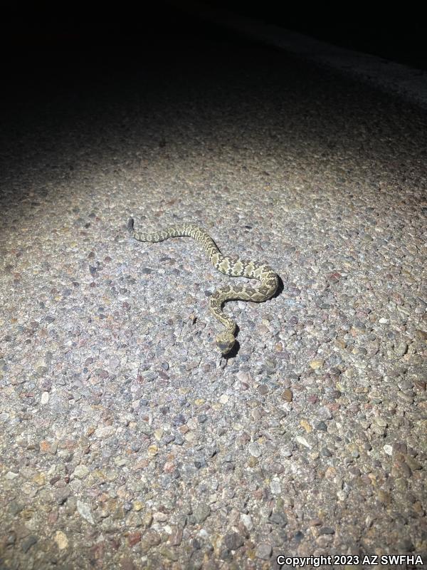 Northern Black-tailed Rattlesnake (Crotalus molossus molossus)