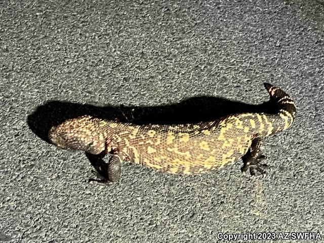 Reticulate Gila Monster (Heloderma suspectum suspectum)