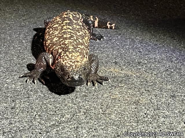 Reticulate Gila Monster (Heloderma suspectum suspectum)