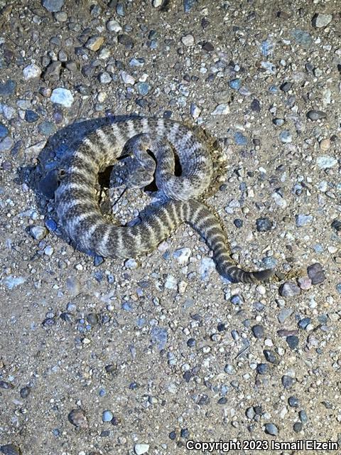 Tiger Rattlesnake (Crotalus tigris)