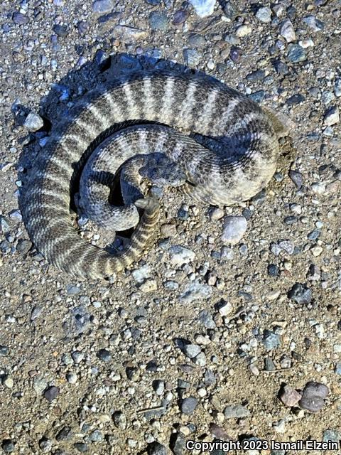 Tiger Rattlesnake (Crotalus tigris)