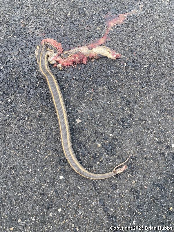 Giant Gartersnake (Thamnophis gigas)