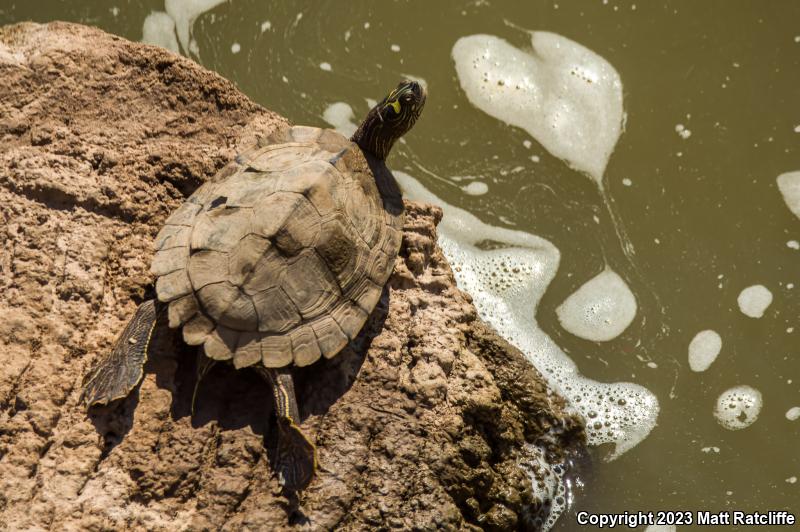 Ouachita Map Turtle (Graptemys ouachitensis)