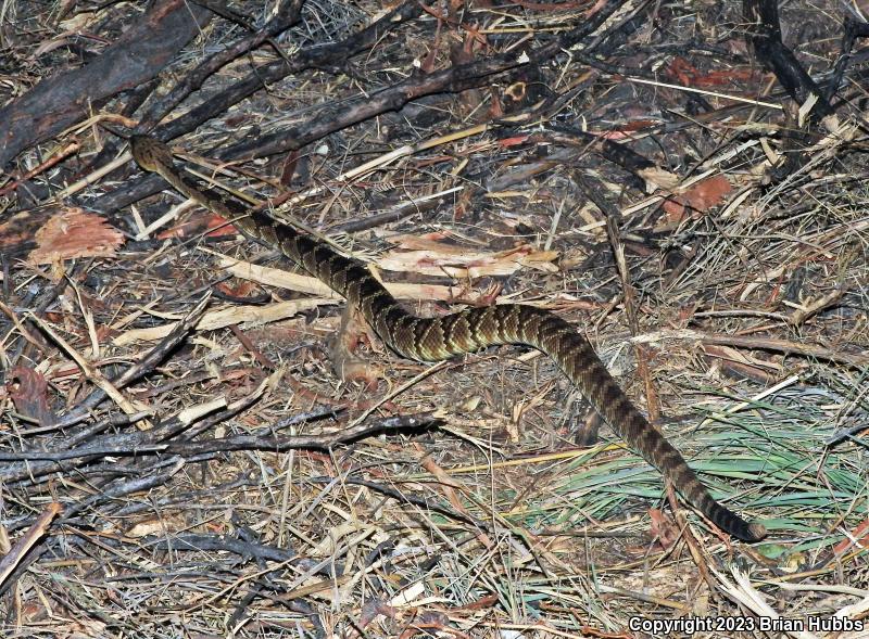 Northern Black-tailed Rattlesnake (Crotalus molossus molossus)