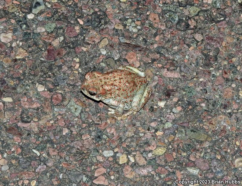 Red-spotted Toad (Anaxyrus punctatus)