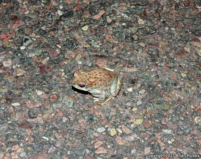 Red-spotted Toad (Anaxyrus punctatus)