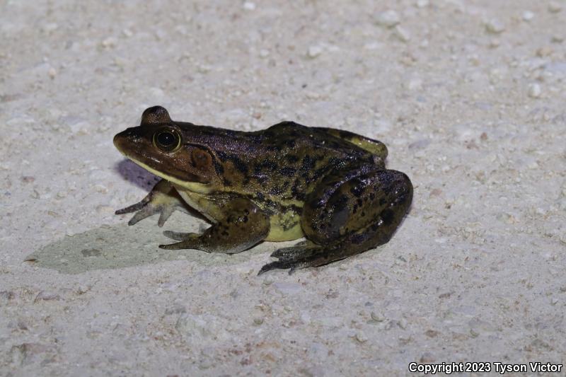 Pig Frog (Lithobates grylio)