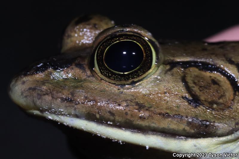 Pig Frog (Lithobates grylio)