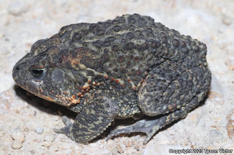 Southern Toad (Anaxyrus terrestris)