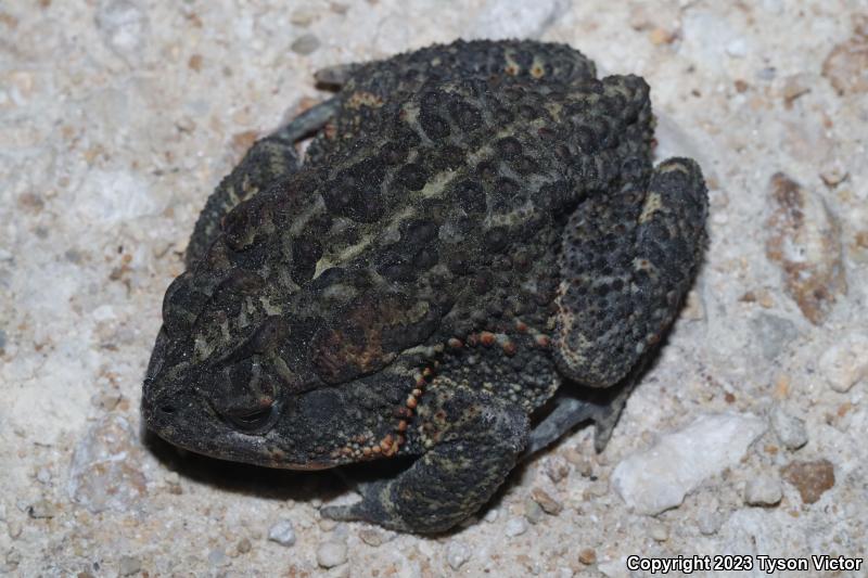 Southern Toad (Anaxyrus terrestris)