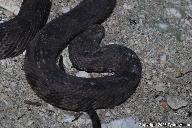 Brown Watersnake (Nerodia taxispilota)