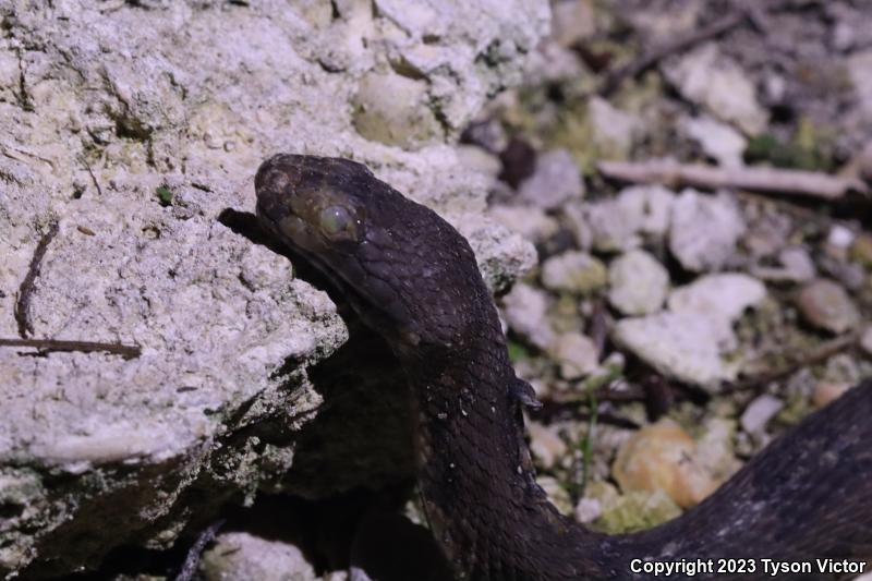 Brown Watersnake (Nerodia taxispilota)