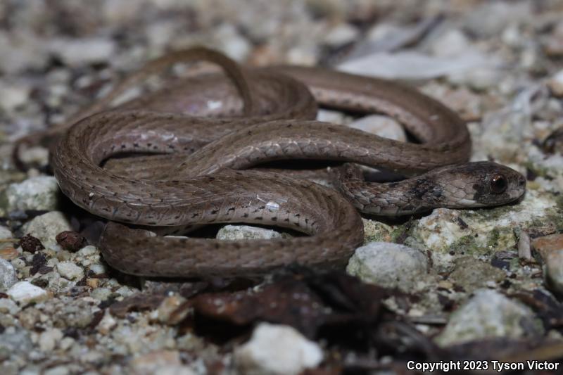 Florida Brownsnake (Storeria victa)