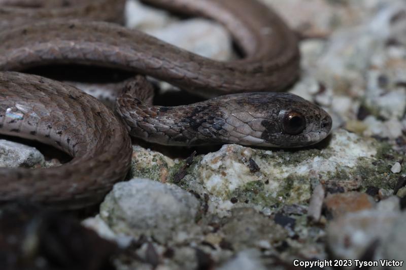 Florida Brownsnake (Storeria victa)