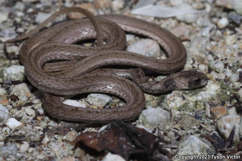 Florida Brownsnake (Storeria victa)