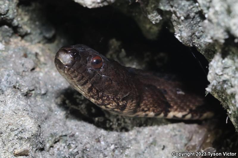 Brown Watersnake (Nerodia taxispilota)