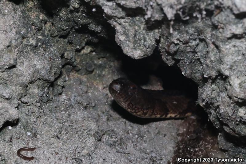 Brown Watersnake (Nerodia taxispilota)