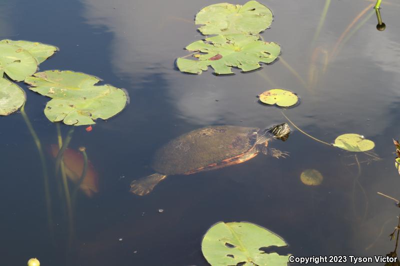 Florida Red-bellied Cooter (Pseudemys nelsoni)