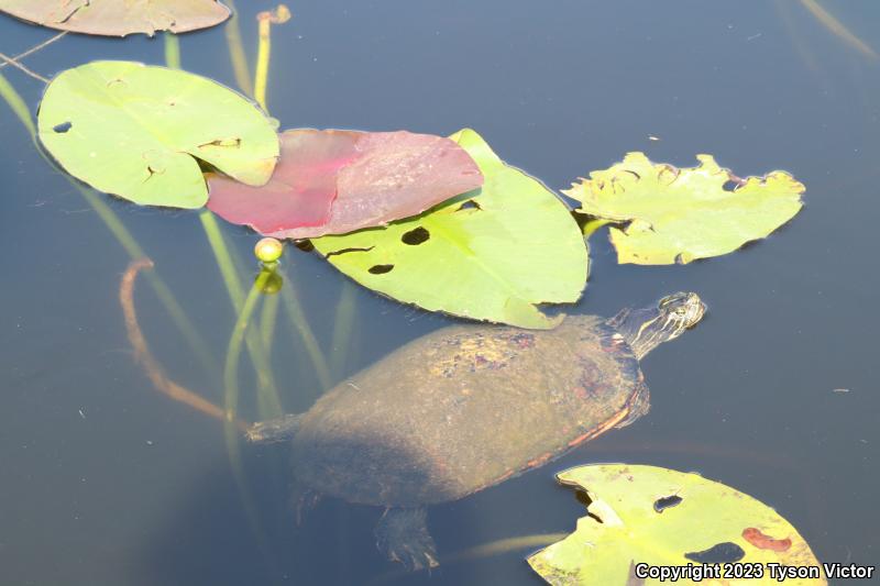 Florida Red-bellied Cooter (Pseudemys nelsoni)