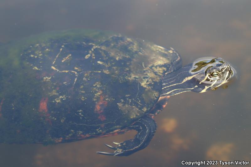 Florida Red-bellied Cooter (Pseudemys nelsoni)