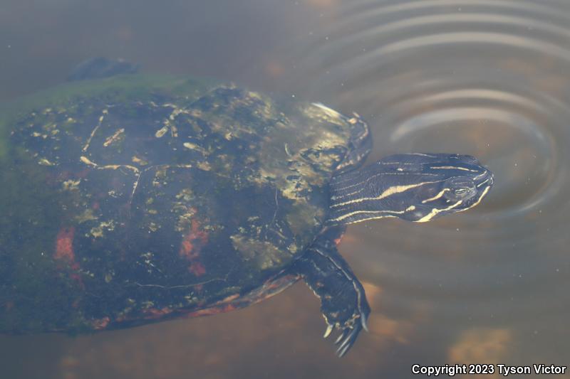 Florida Red-bellied Cooter (Pseudemys nelsoni)