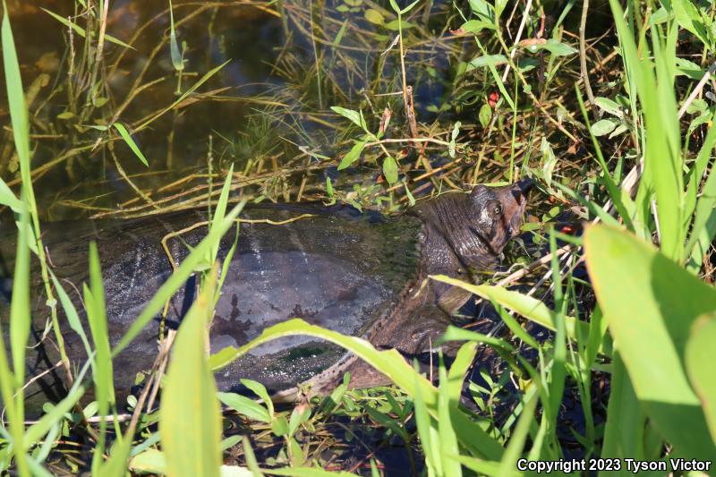 Florida Softshell (Apalone ferox)