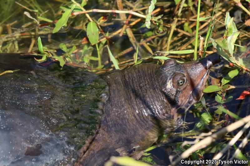 Florida Softshell (Apalone ferox)