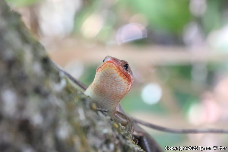 Southeastern Five-lined Skink (Plestiodon inexpectatus)