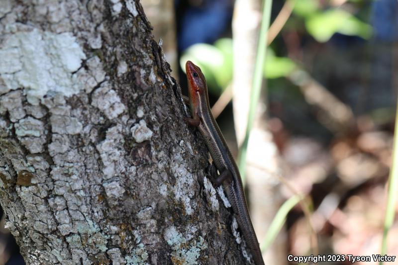 Southeastern Five-lined Skink (Plestiodon inexpectatus)