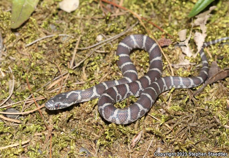 Eastern Milksnake (Lampropeltis triangulum triangulum)