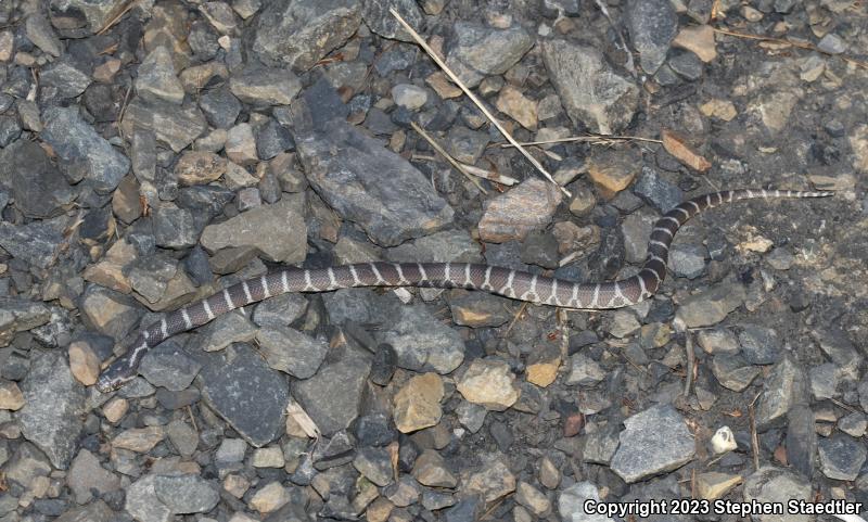 Eastern Milksnake (Lampropeltis triangulum triangulum)