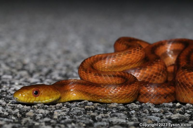 Yellow Ratsnake (Pantherophis obsoletus quadrivittatus)