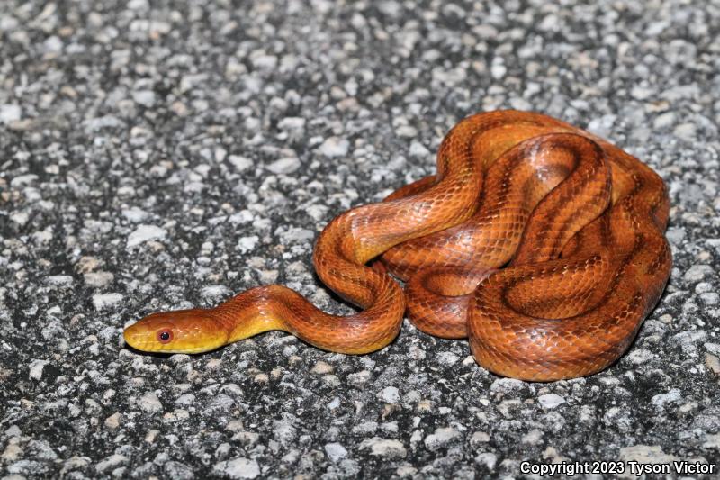 Yellow Ratsnake (Pantherophis obsoletus quadrivittatus)