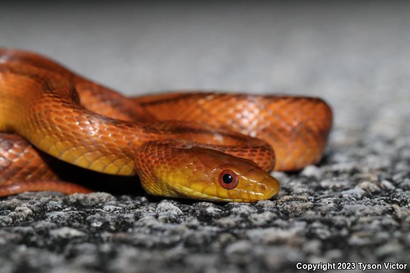 Yellow Ratsnake (Pantherophis obsoletus quadrivittatus)