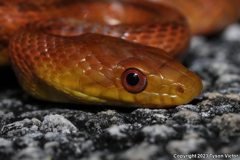 Yellow Ratsnake (Pantherophis obsoletus quadrivittatus)