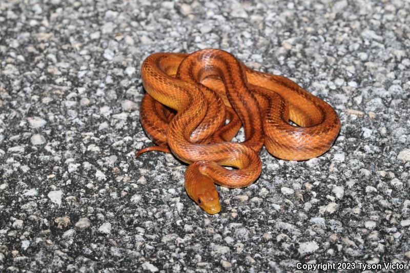 Yellow Ratsnake (Pantherophis obsoletus quadrivittatus)