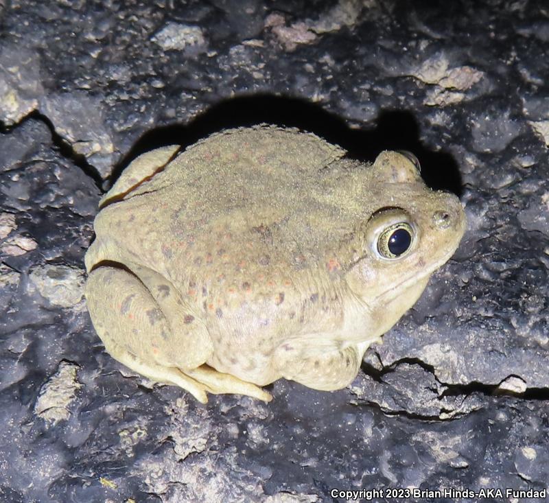 Mexican Spadefoot (Spea multiplicata)